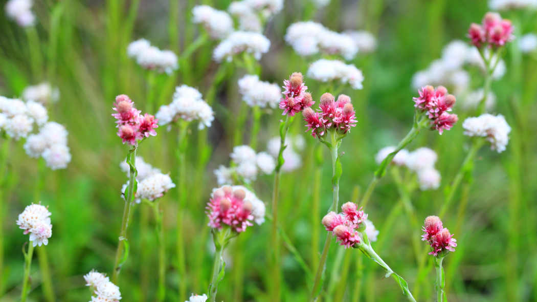 Ukwap dwupienny (Antennaria dioica)