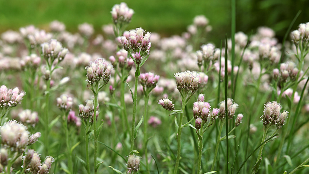 Ukwap dwupienny (Antennaria dioica)
