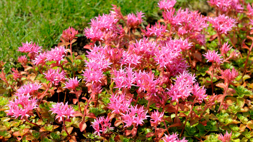 Rozchodnik kaukaski (Sedum spurium)