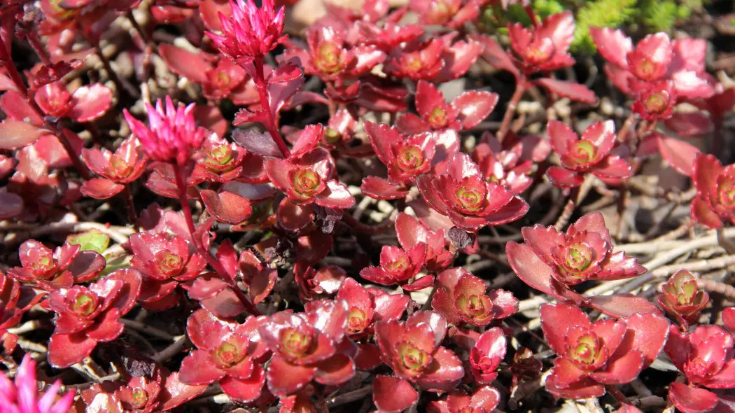 Rozchodnik kaukaski (Sedum spurium)