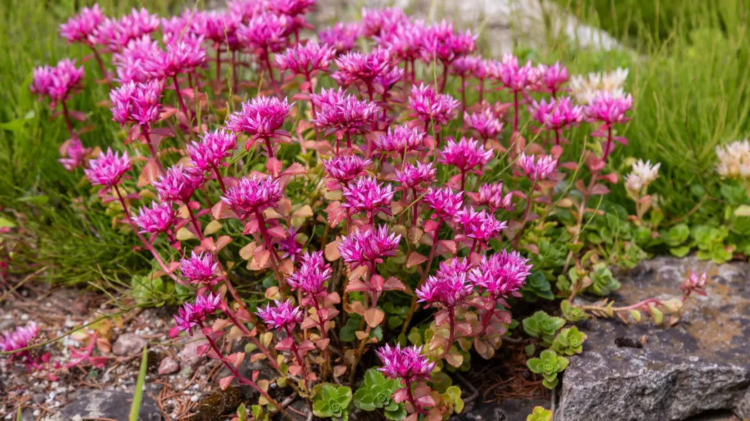 Rozchodnik kaukaski (Sedum spurium)