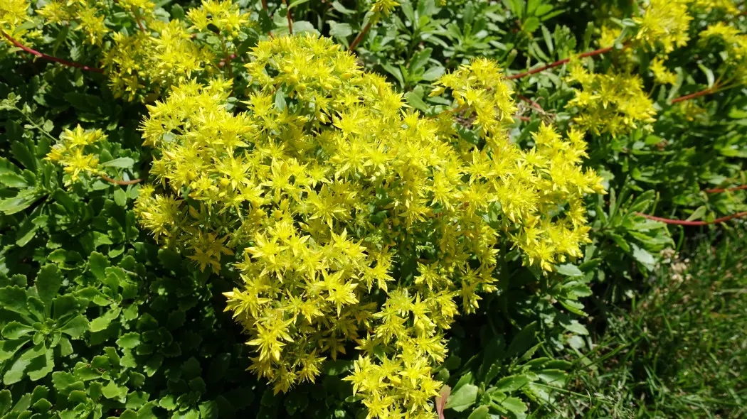 Rozchodnik kamczacki (Sedum kamtschaticum)