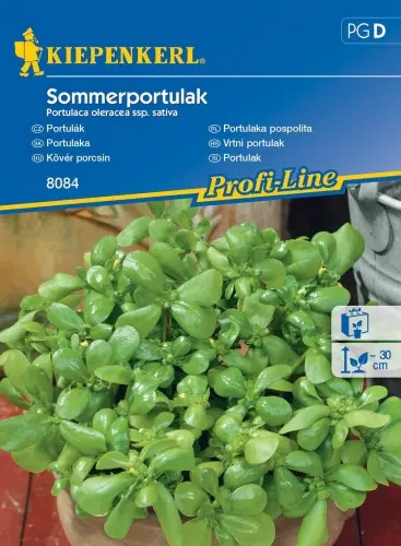 Portulaka 'Sommerportulak'