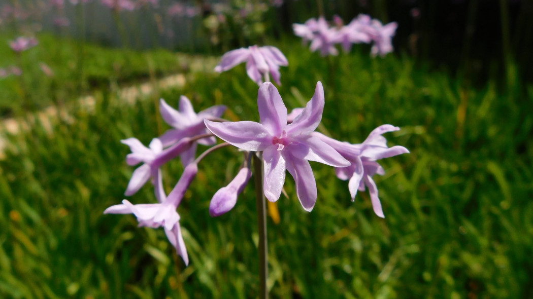 Tulbagia fioletowa (Tulbaghia violacea) - kwiaty
