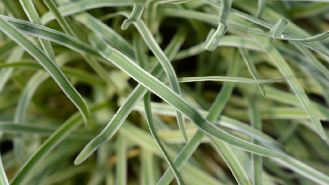 Tulbagia fioletowa (Tulbaghia violacea) - liście