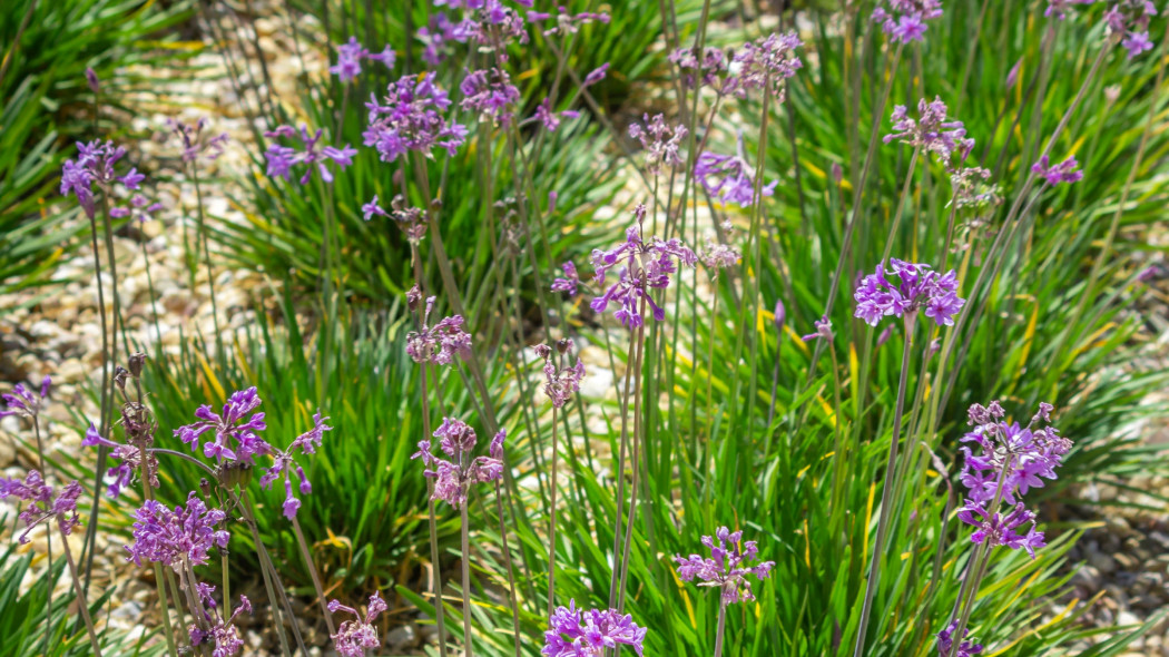 Tulbagia fioletowa (Tulbaghia violacea) na większej rabacie żwirowej