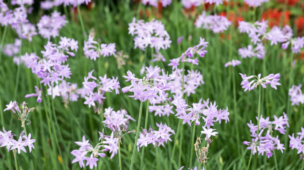 Tulbagia fioletowa (Tulbaghia violacea)