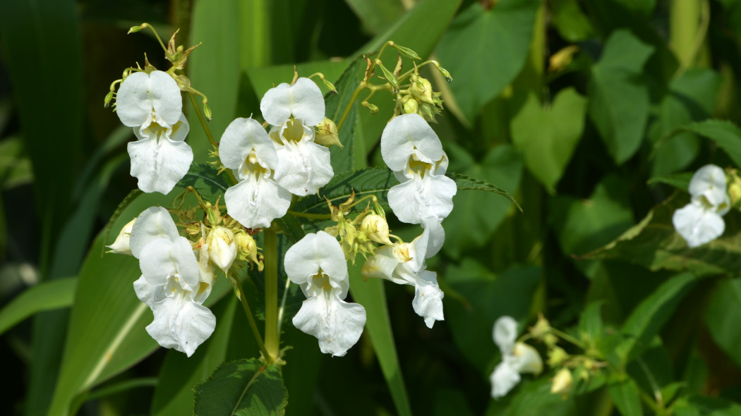 Niecierpek gruczołowaty (Impatiens glandulifera) o białych kwiatach