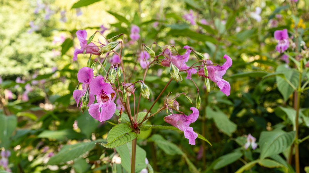 Niecierpek gruczołowaty (Impatiens glandulifera) - kwiatostan i torebki (owoce)