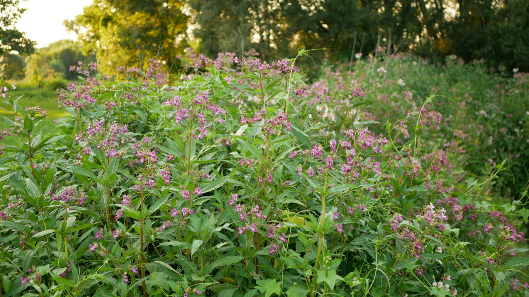 Niecierpek gruczołowaty (Impatiens glandulifera) w naturze