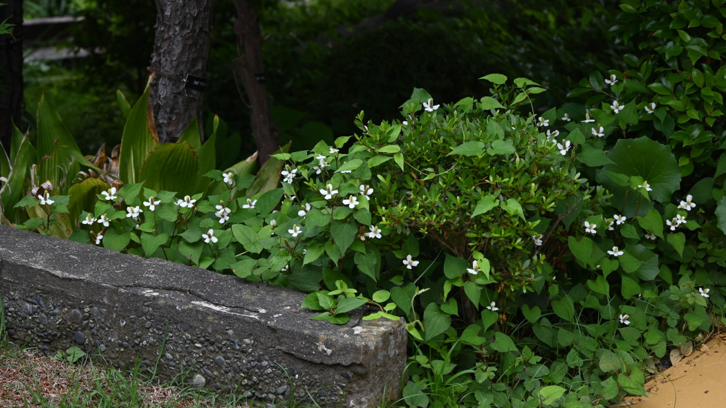 Pstrolistka sercowata (Houttuynia cordata) w ogrodzie