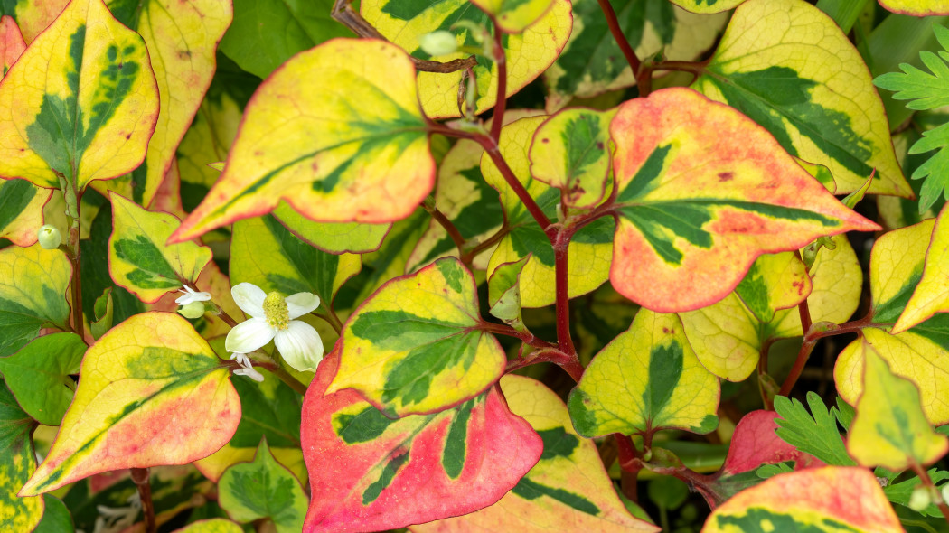 Pstrolistka sercowata (Houttuynia cordata) 'Chameleon'