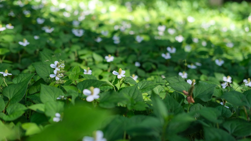 Pstrolistka sercowata (Houttuynia cordata) w naturze