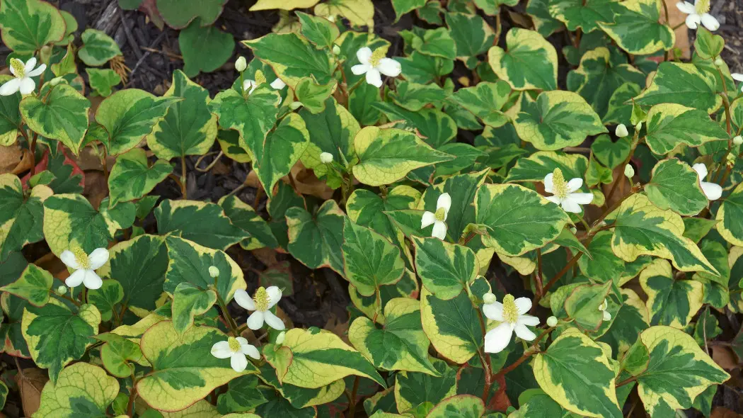 Pstrolistka sercowata (Houttuynia cordata) 'Chameleon'
