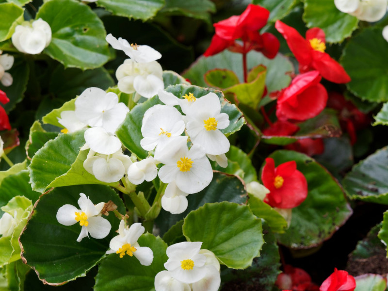 Begonia stale kwitnąca