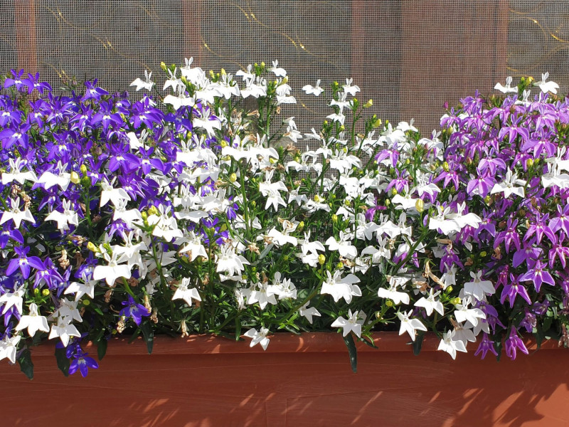 Lobelia