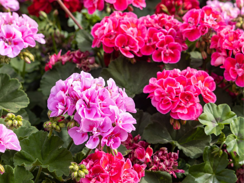 Pelargonia
