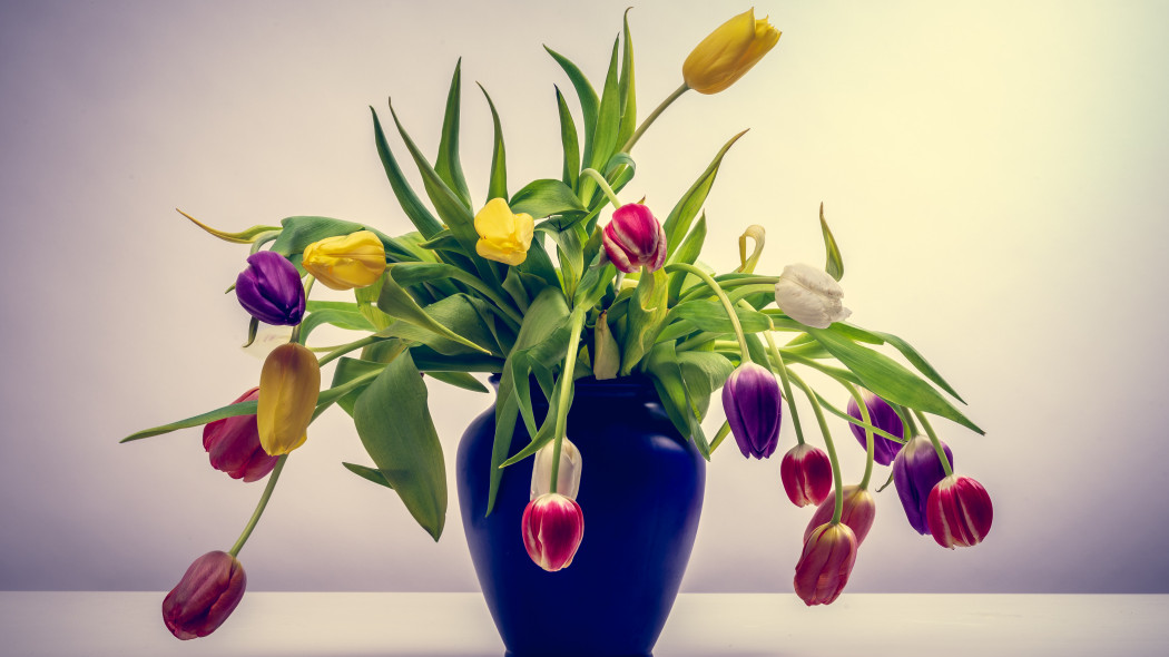 Tulipany szybko więdną