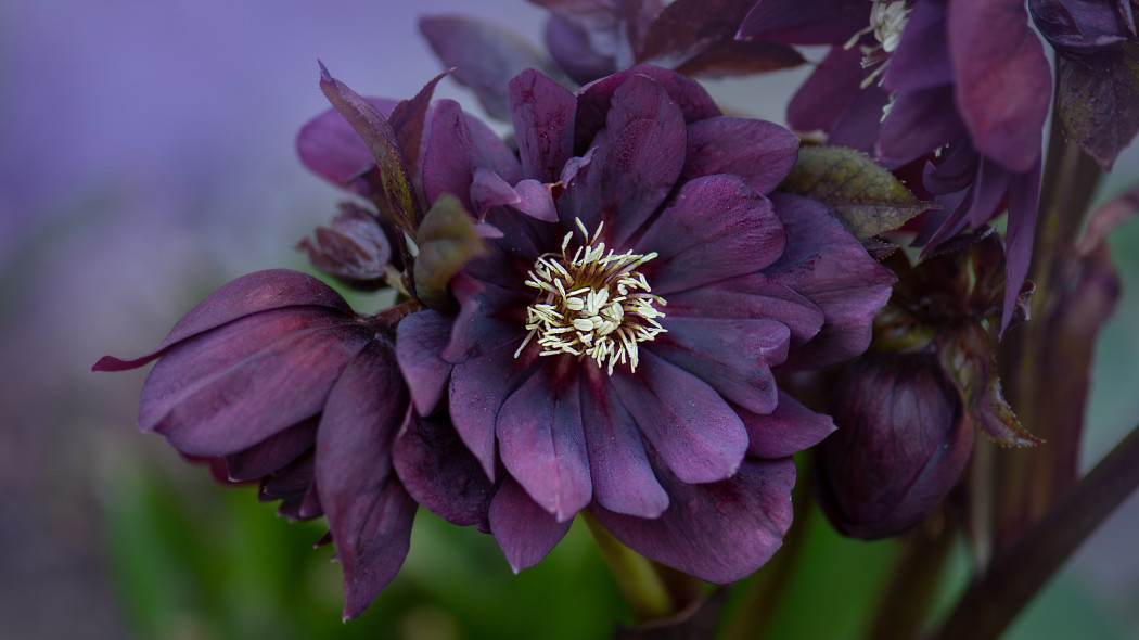 Ciemiernik wschodni 'Double Ellen Purple'