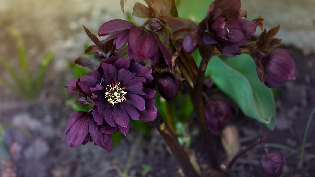 Ciemiernik wschodni 'Double Ellen Purple'