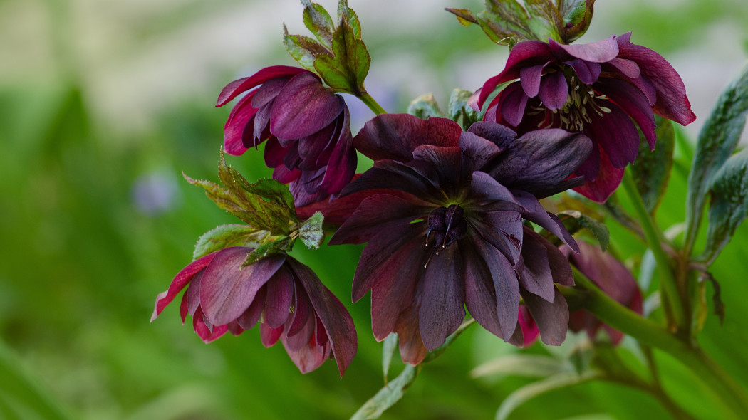 Ciemiernik wschodni 'Double Ellen Purple'