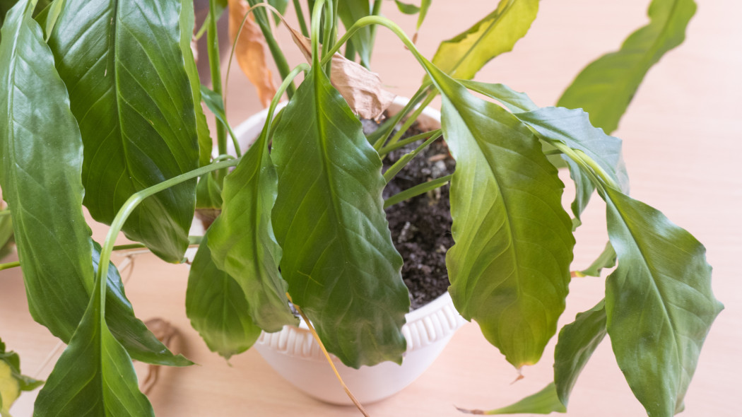 Więdnący skrzydłokwiat - szkodniki Spathiphyllum