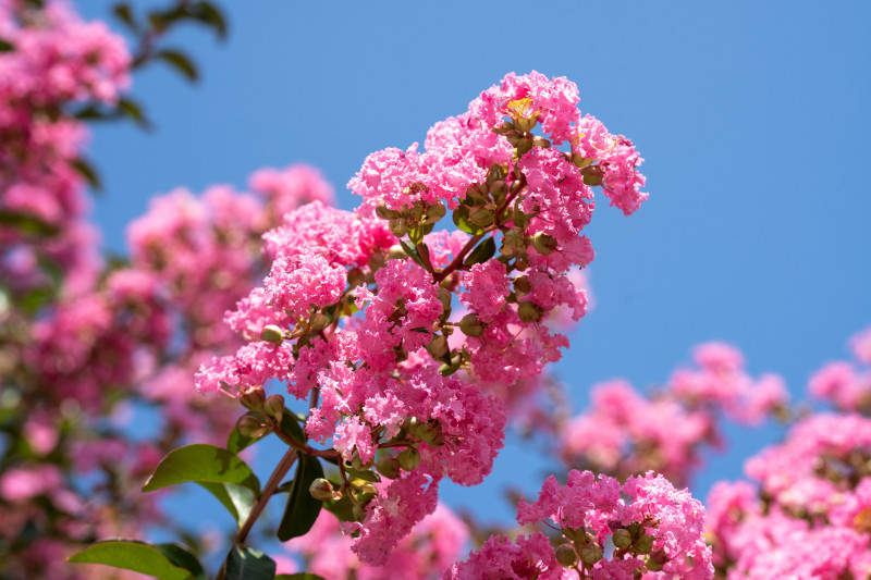 Lagerstroemia indyjska