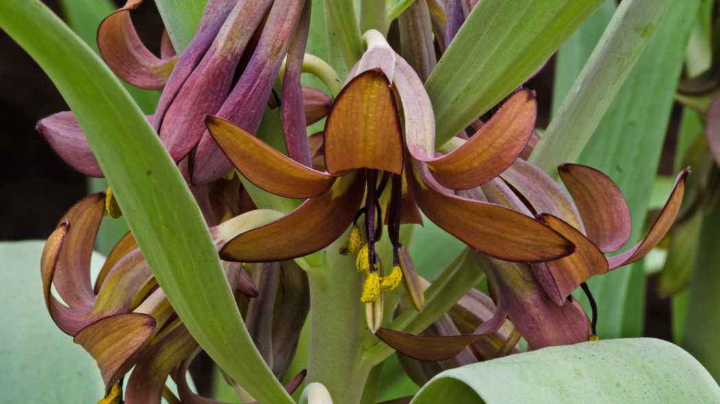 Fritillaria sewerzowii, Szachownica Sewerzowa