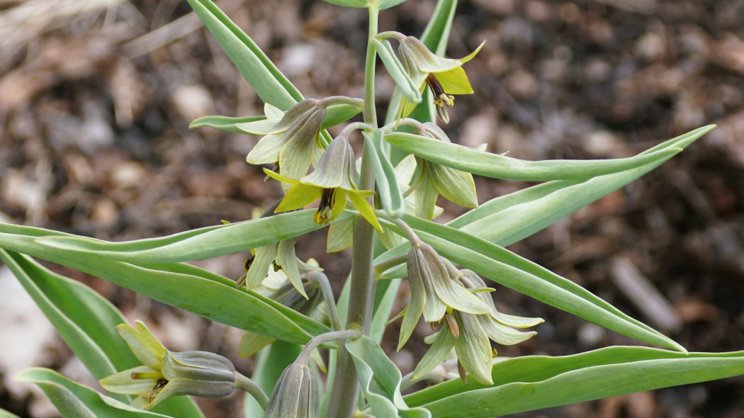 Fritillaria sewerzowii, Szachownica Sewerzowa
