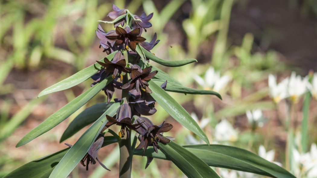 Fritillaria sewerzowii, Szachownica Sewerzowa