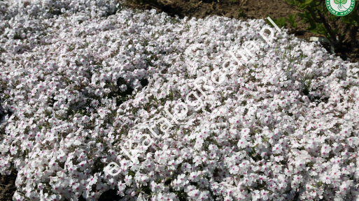 Floks 'Amazing Grace'