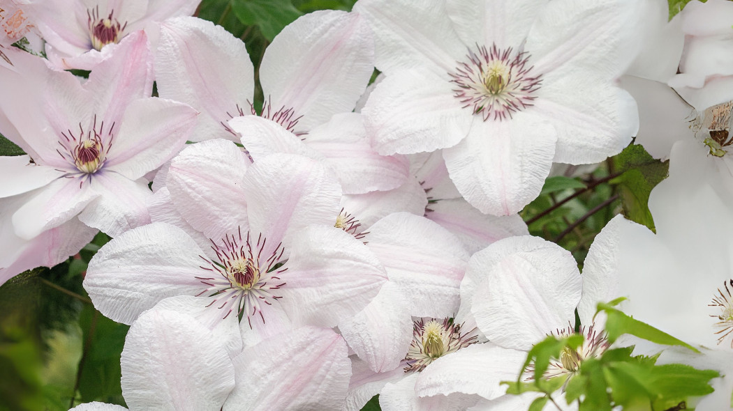 Powojnik 'Jan Paweł II'