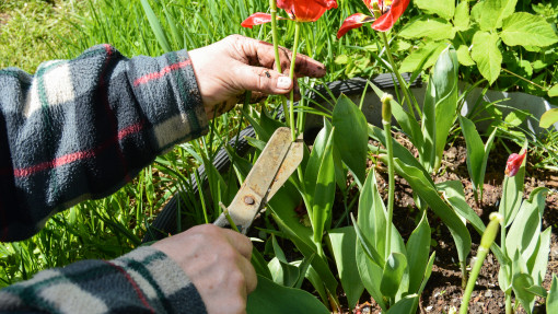 Pielęgnacja tulipanów po przekwitnięciu: krok po kroku. Zrób tylko to, a za rok będą jeszcze piękniejsze