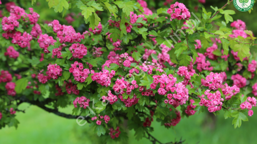 Głóg pośredni 'Paul's Scarlet'