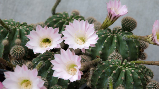 Jak pielęgnować kaktus Echinopsis? Popularne odmiany i jak o nie dbać, by pięknie kwitły