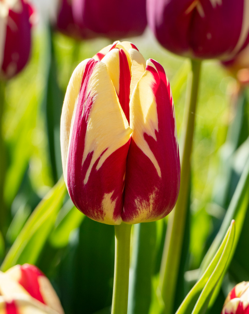Tulipany Triumph - Solidne, eleganckie i wytrzymałe – doskonałe do ogrodu i na kwiat cięty.