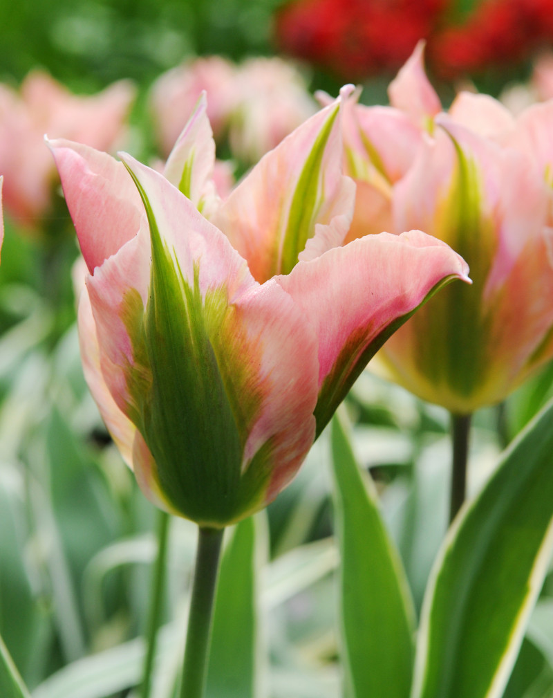 Tulipany viridiflora - Unikalne dzięki zielonym smugom na płatkach – idealne dla miłośników niebanalnych akcentów.