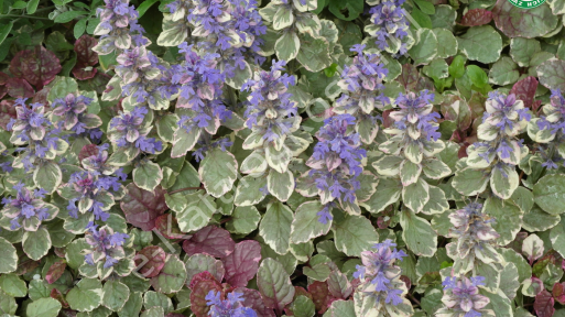 Dąbrówka rozłogowa 'Burgundy Glow'