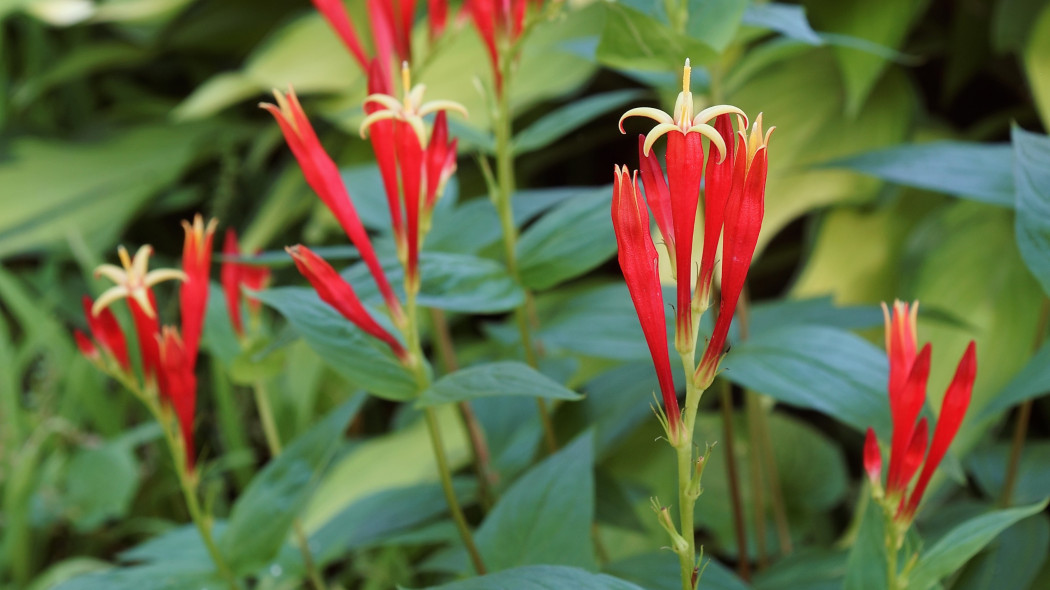 Spigelia Marilandica - kwiatostany