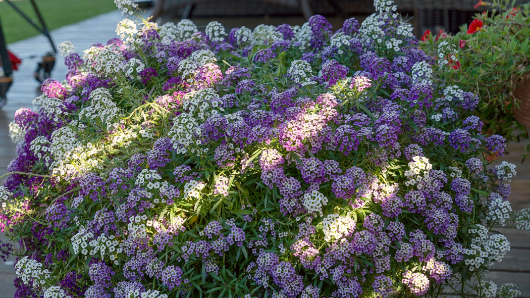 Smagliczka nadmorska, lobularia nadmorska