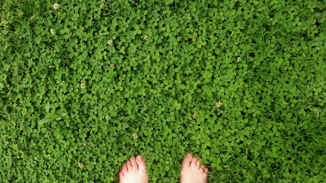 Sekret zdrowego i gęstego trawnika. Bez nawożenia, bez pielęgnacji 
