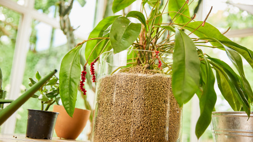 Sekret bujnych roślin i zdrowej ziemi? Naturalnie! Wystarczy dodać Granuplant