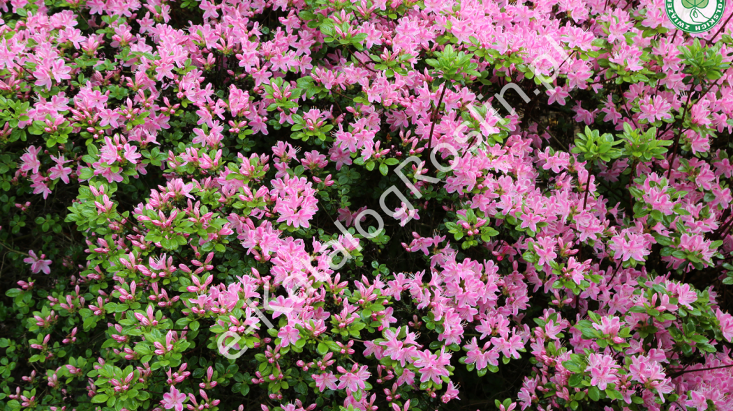 azalia japońska Rhododendron Kermesina Rosea fot. Grzegorz Falkowski 