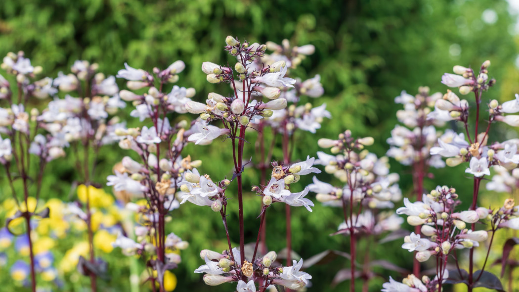 Penstemon digitalis 'Husker Red'
