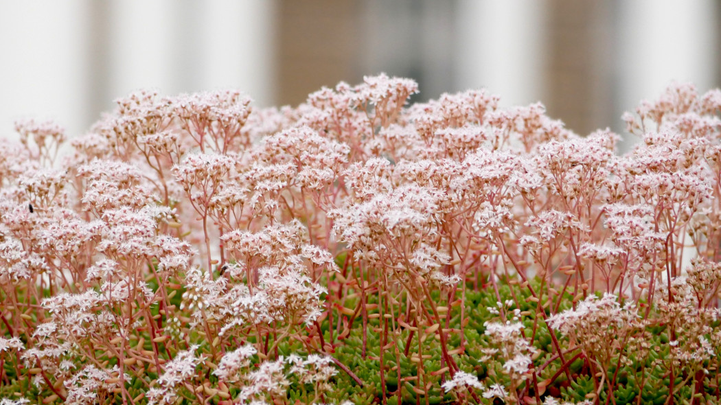 Rozchodnik biały Sedum album