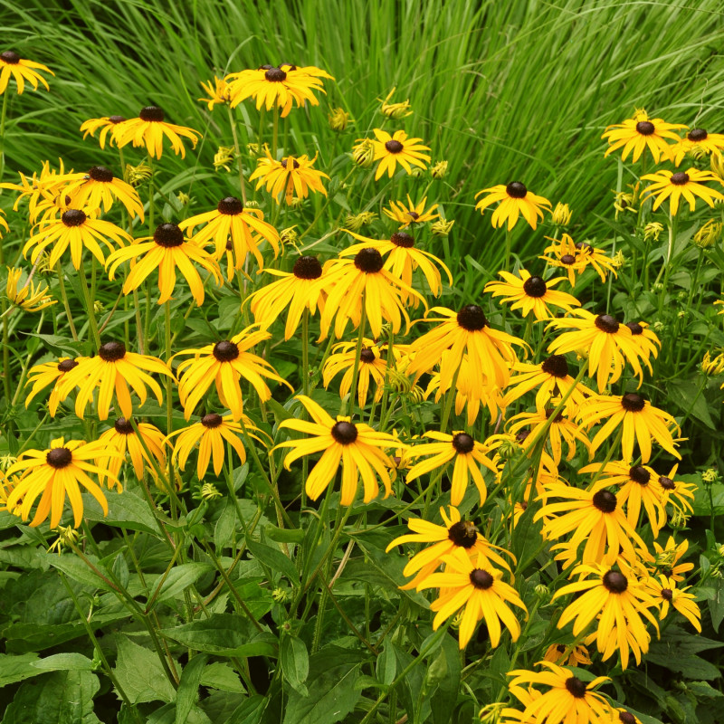 Najbardziej odporne kwiaty - rudbekia