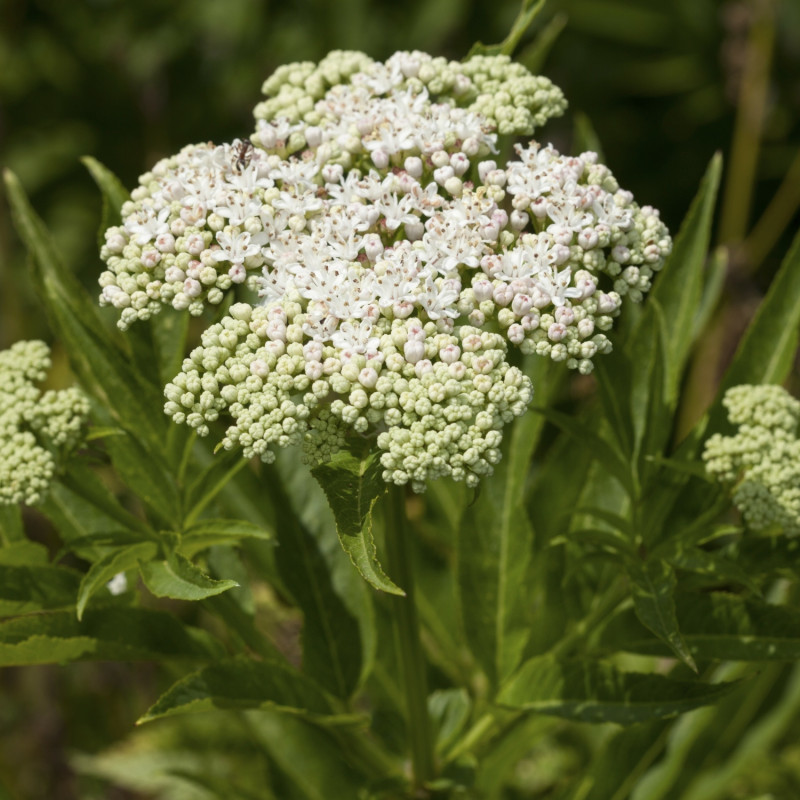 Bez hebd (Sambucus ebulus) - kwiaty