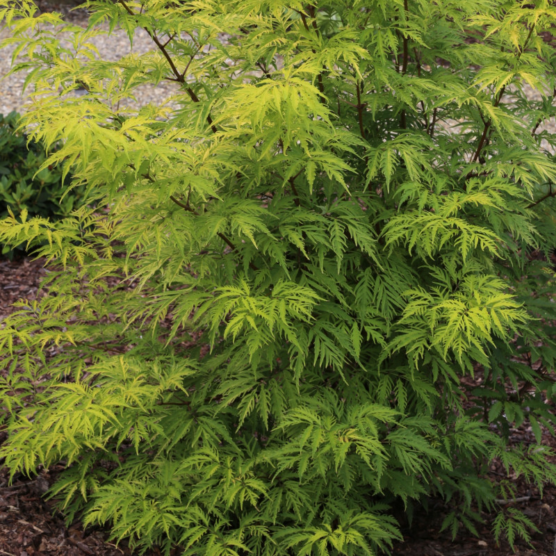Bez koralowy (Sambucus racemosa) Sutherland Gold