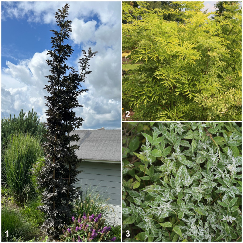 Bez czarny (Sambucus nigra) - odmiany