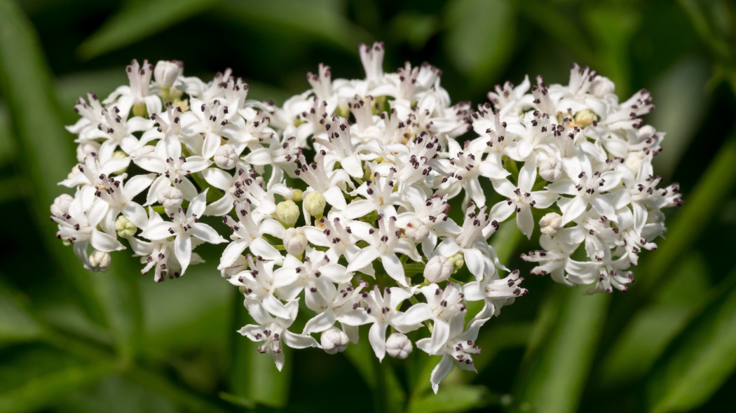 Bez hebd (Sambucus ebulus) - kwiaty